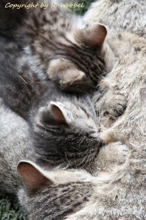 Katzenbabies... Photo (c) by Robert Wrobel